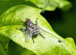 022 - botanischer garten basel